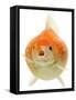 Goldfish in Studio-null-Framed Stretched Canvas