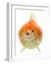 Goldfish in Studio-null-Framed Photographic Print