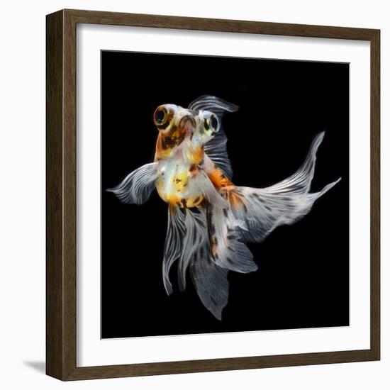 Goldfish Isolated on Black Background-bluehand-Framed Photographic Print