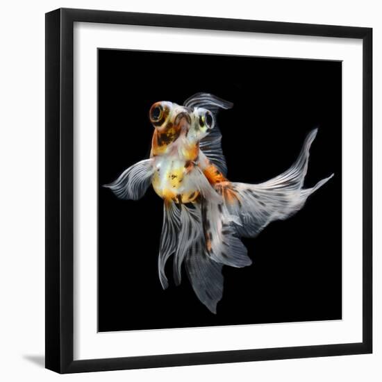 Goldfish Isolated on Black Background-bluehand-Framed Photographic Print