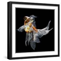 Goldfish Isolated on Black Background-bluehand-Framed Photographic Print