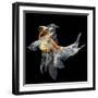 Goldfish Isolated on Black Background-bluehand-Framed Photographic Print