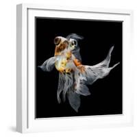 Goldfish Isolated on Black Background-bluehand-Framed Photographic Print