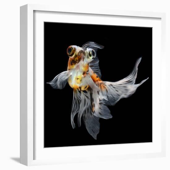 Goldfish Isolated on Black Background-bluehand-Framed Photographic Print