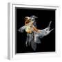 Goldfish Isolated on Black Background-bluehand-Framed Photographic Print