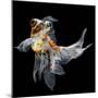 Goldfish Isolated on Black Background-bluehand-Mounted Photographic Print