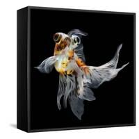 Goldfish Isolated on Black Background-bluehand-Framed Stretched Canvas