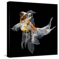 Goldfish Isolated on Black Background-bluehand-Stretched Canvas