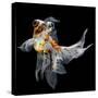 Goldfish Isolated on Black Background-bluehand-Stretched Canvas