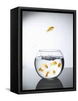 Goldfish jumping out of a bowl and escaping from the crowd-Steve Lupton-Framed Stretched Canvas