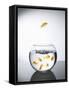 Goldfish jumping out of a bowl and escaping from the crowd-Steve Lupton-Framed Stretched Canvas