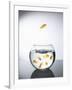 Goldfish jumping out of a bowl and escaping from the crowd-Steve Lupton-Framed Photographic Print