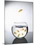 Goldfish jumping out of a bowl and escaping from the crowd-Steve Lupton-Mounted Photographic Print