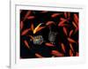 Goldfish Pond, Beijing Botanical Gardens-John Warburton-lee-Framed Art Print