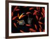 Goldfish Pond, Beijing Botanical Gardens-John Warburton-lee-Framed Art Print