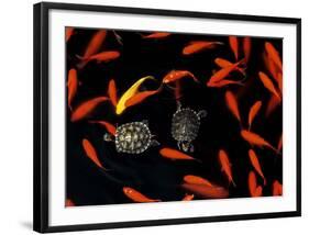 Goldfish Pond, Beijing Botanical Gardens-John Warburton-lee-Framed Art Print