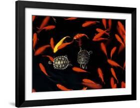 Goldfish Pond, Beijing Botanical Gardens-John Warburton-lee-Framed Art Print