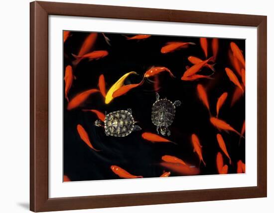 Goldfish Pond, Beijing Botanical Gardens-John Warburton-lee-Framed Art Print