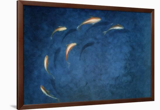 Goldfish Pool-Lincoln Seligman-Framed Giclee Print