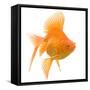 Goldfish Studio Shot-null-Framed Stretched Canvas