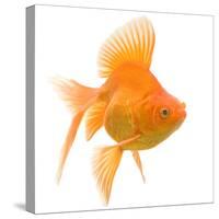 Goldfish Studio Shot-null-Stretched Canvas