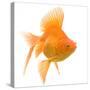 Goldfish Studio Shot-null-Stretched Canvas