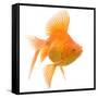 Goldfish Studio Shot-null-Framed Stretched Canvas