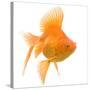 Goldfish Studio Shot-null-Stretched Canvas