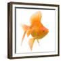 Goldfish Studio Shot-null-Framed Photographic Print