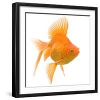 Goldfish Studio Shot-null-Framed Photographic Print