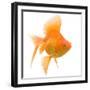 Goldfish Studio Shot-null-Framed Photographic Print