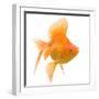 Goldfish Studio Shot-null-Framed Photographic Print