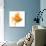 Goldfish Studio Shot-null-Photographic Print displayed on a wall