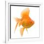 Goldfish Studio Shot-null-Framed Photographic Print