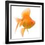 Goldfish Studio Shot-null-Framed Photographic Print