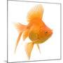 Goldfish Studio Shot-null-Mounted Photographic Print