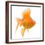 Brown Frame