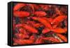 Goldfish Swimming in a Pond-Gino Santa Maria-Framed Stretched Canvas