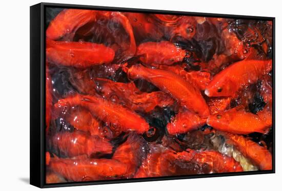 Goldfish Swimming in a Pond-Gino Santa Maria-Framed Stretched Canvas