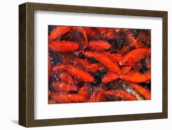 Goldfish Swimming in a Pond-Gino Santa Maria-Framed Photographic Print