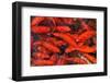 Goldfish Swimming in a Pond-Gino Santa Maria-Framed Photographic Print