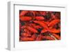 Goldfish Swimming in a Pond-Gino Santa Maria-Framed Photographic Print