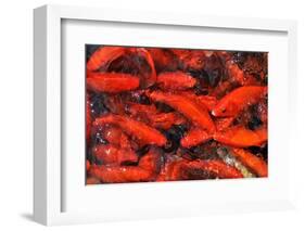 Goldfish Swimming in a Pond-Gino Santa Maria-Framed Photographic Print