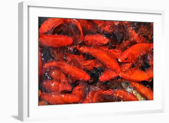 Goldfish Swimming in a Pond-Gino Santa Maria-Framed Photographic Print