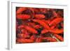 Goldfish Swimming in a Pond-Gino Santa Maria-Framed Photographic Print