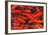 Goldfish Swimming in a Pond-Gino Santa Maria-Framed Photographic Print