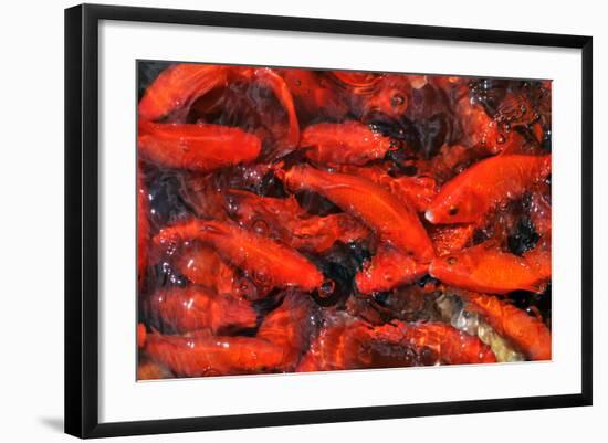 Goldfish Swimming in a Pond-Gino Santa Maria-Framed Photographic Print