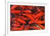 Goldfish Swimming in a Pond-Gino Santa Maria-Framed Photographic Print