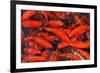 Goldfish Swimming in a Pond-Gino Santa Maria-Framed Photographic Print