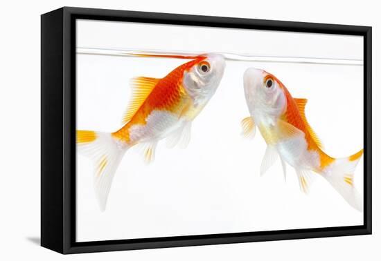 Goldfish Swimming in Water-Herbert Kehrer-Framed Stretched Canvas